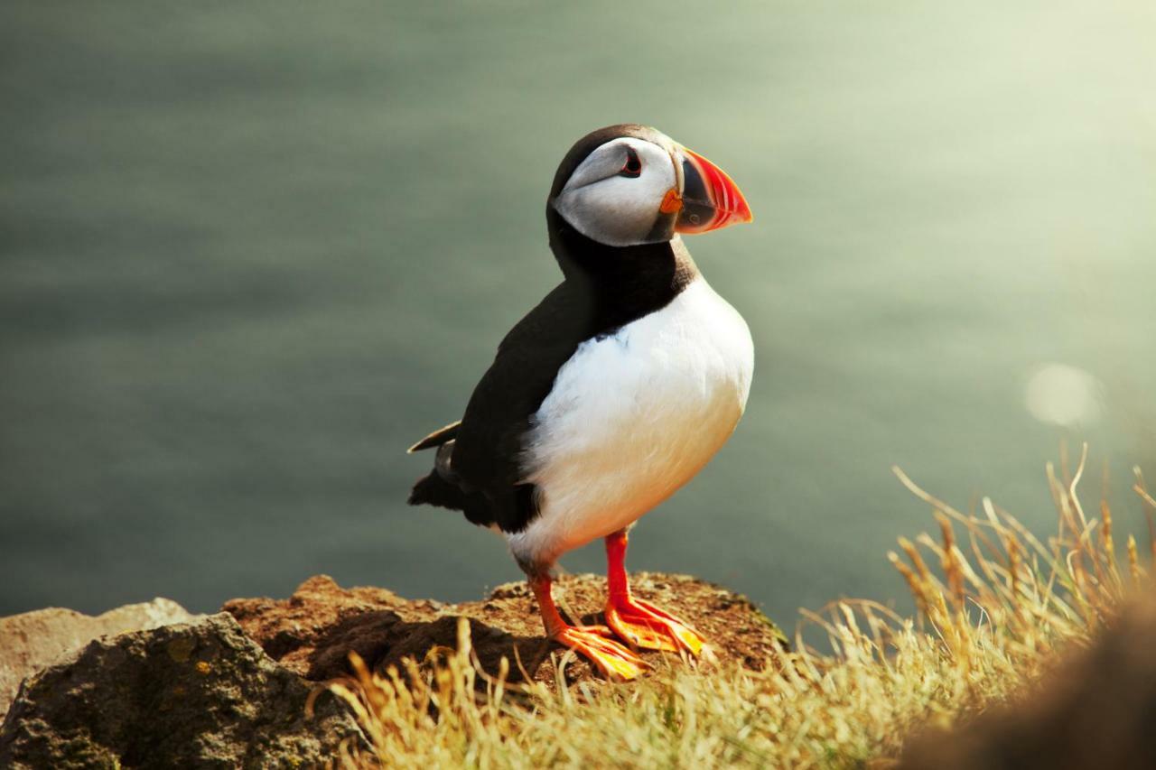 The Puffin بالتيمور المظهر الخارجي الصورة